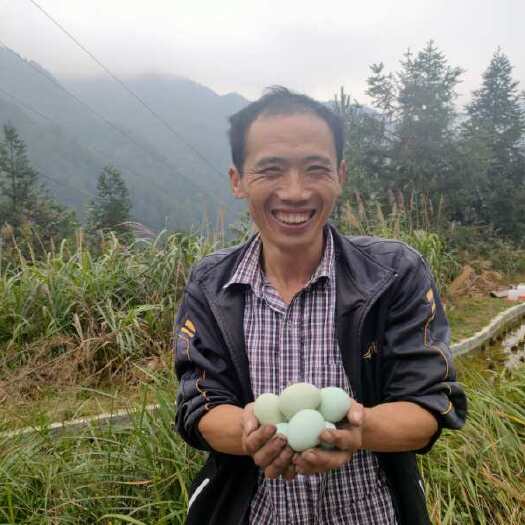 雷山县绿壳蛋  茶园散养绿壳土鸡蛋