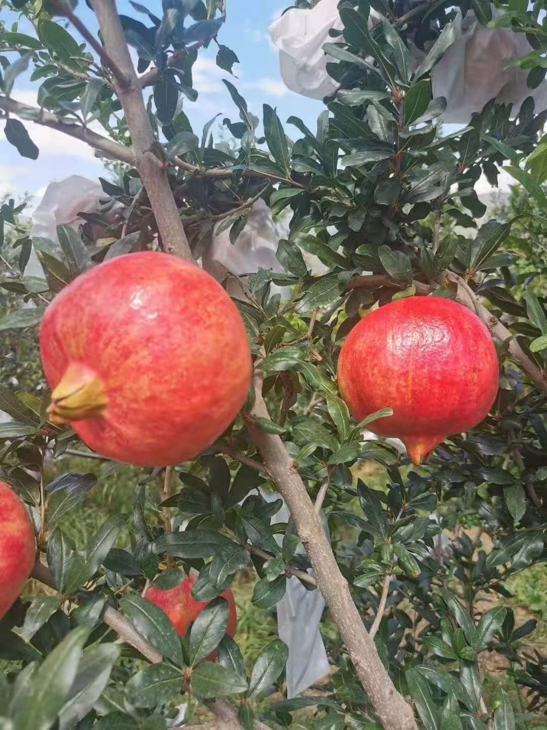 石榴树苗 宝石红仔突尼斯软子石榴苗低价处理，数量30万颗