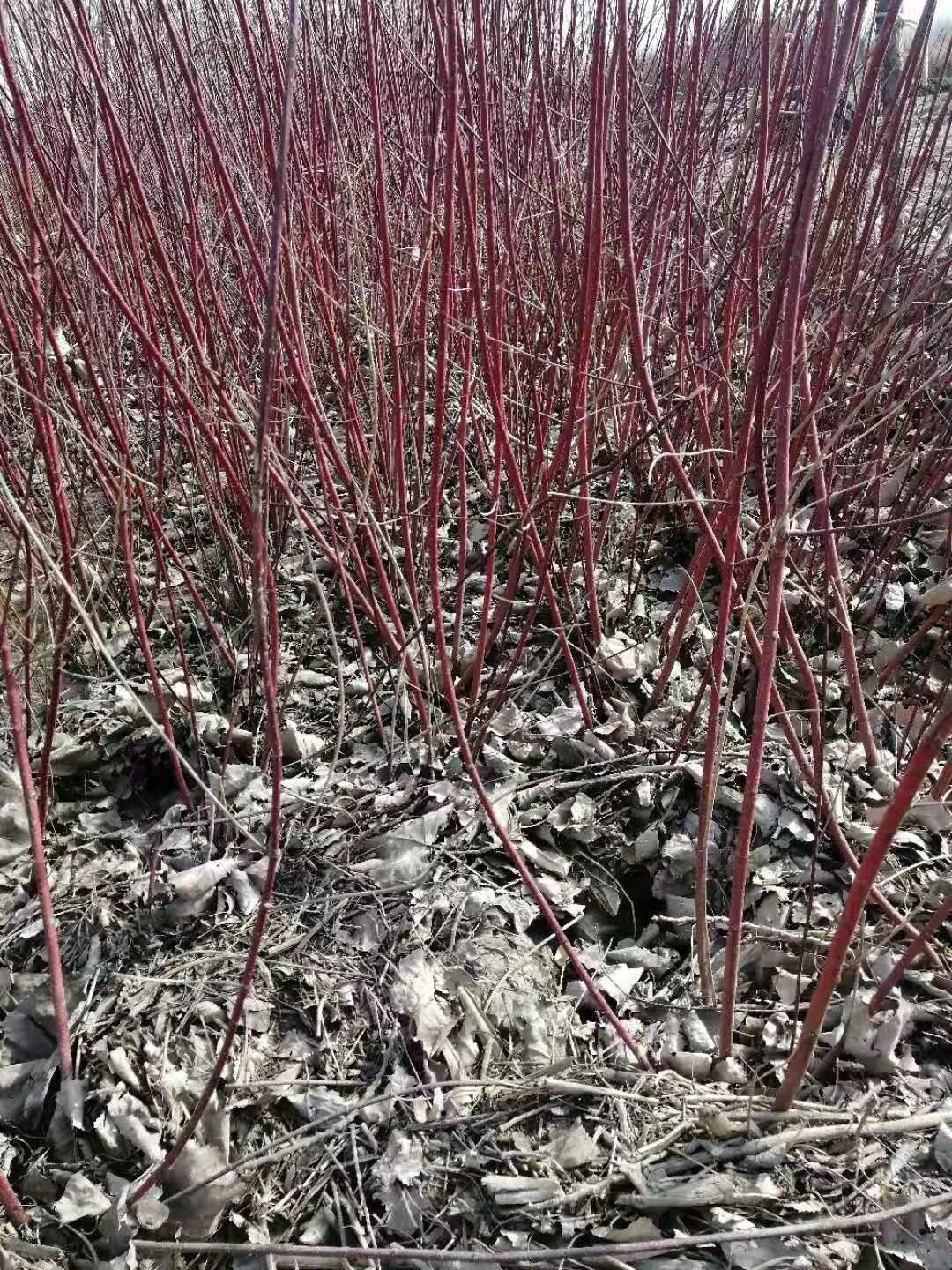 红瑞木