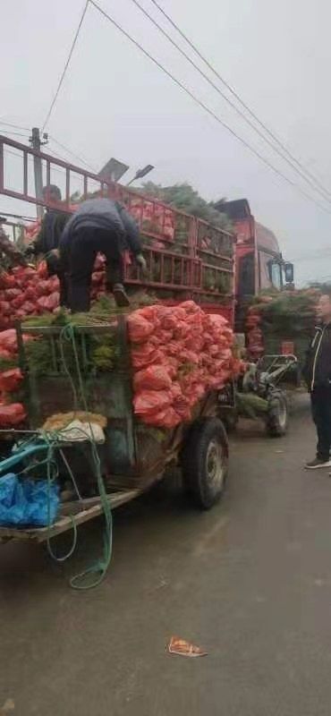 大量出售营养杯油松，10x12.16x16杯苗，密植苗
