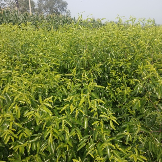赞皇县晶脆蜜枣苗 嫁接苗 裸根苗