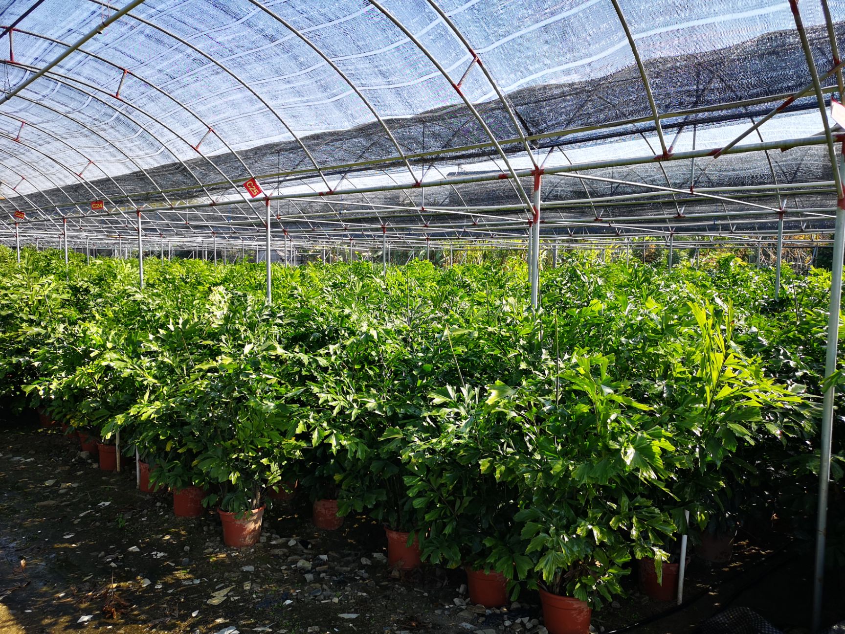  散尾葵鱼尾葵大盆，楼宇道路工程景观园林绿化遮暇专用棕榈植物