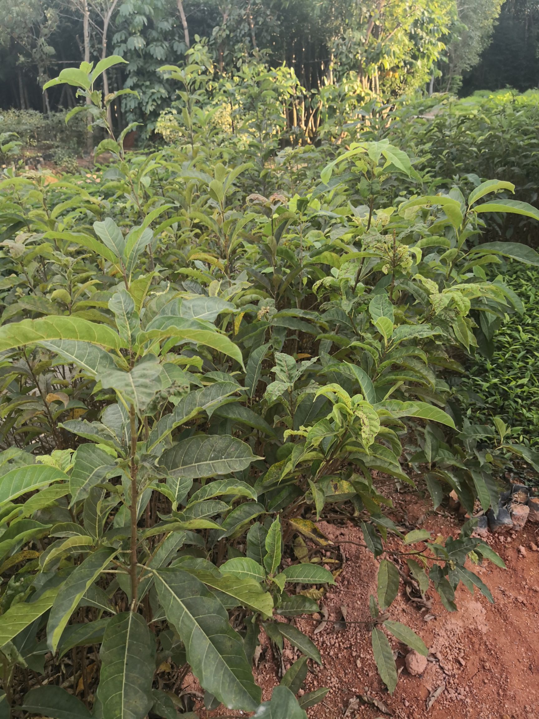 榕树种子  大叶榕榕树苗垂叶榕小苗绿化美化苗木