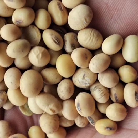 濉溪县黄大豆 淮北大豆蛋白保44