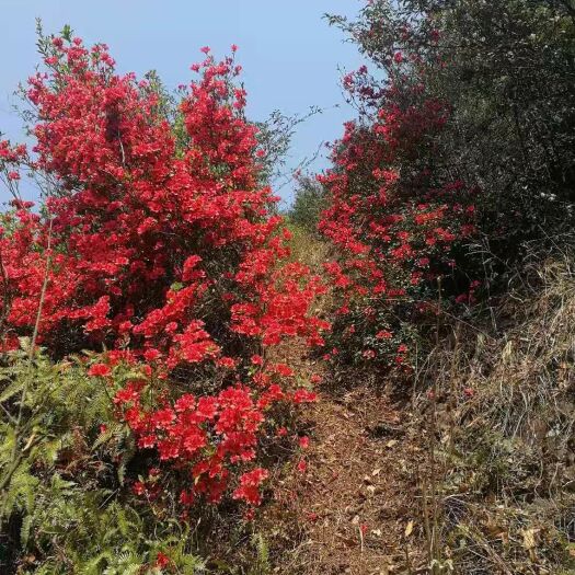 盘州市杜鹃 映山红全灌国旗红带花苞