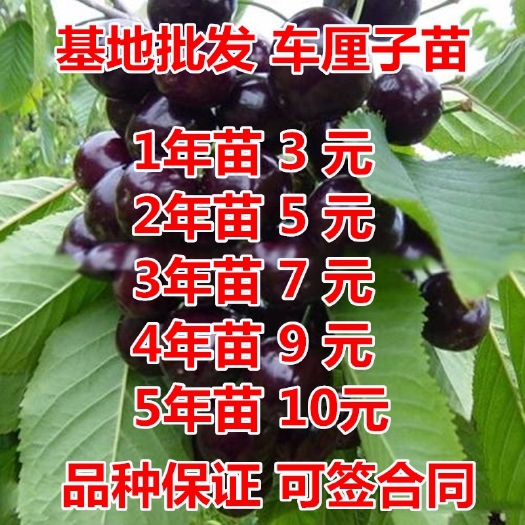 平邑县美早苗  樱桃苗 正宗车厘子树苗 美早 俄罗斯八号 黑珍珠 早大果