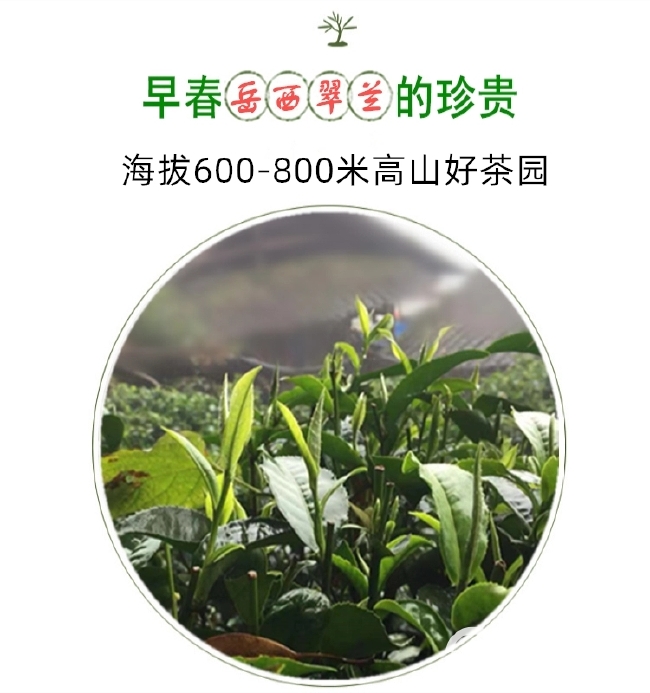  岳西翠兰茶叶2020明前春茶新茶安徽安庆绿茶高山云雾茶清香型