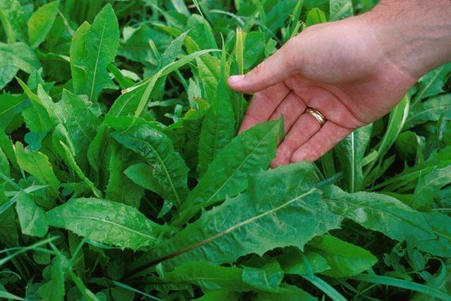 翁源县 菊苣新鲜牧草养鸡养鸭养猪养羊青饲料