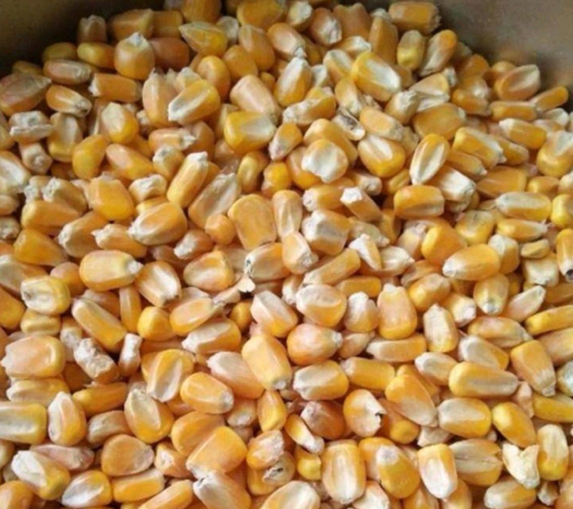 黄玉米粒  二级玉米，饲料玉米，酿酒玉米