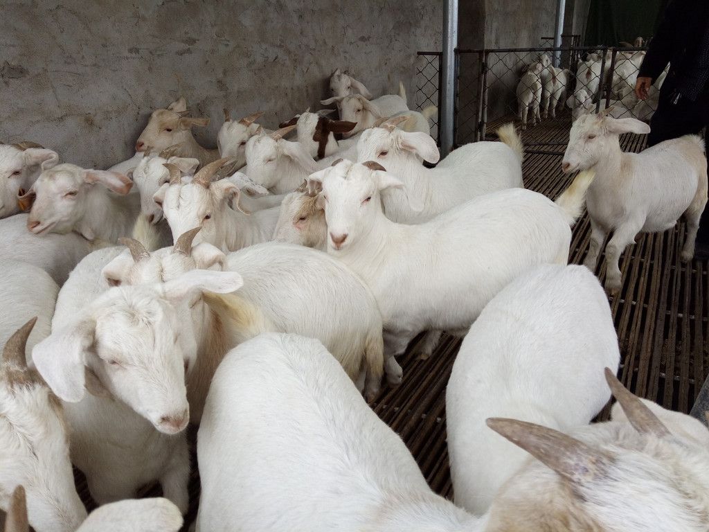 绵羊  小尾寒羊种羊多胎高产头胎二胎种母羊羊羔种公羊