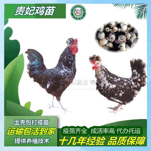 南宁优质贵妃鸡苗贵妇鸡苗，提供技术指导，成活率高