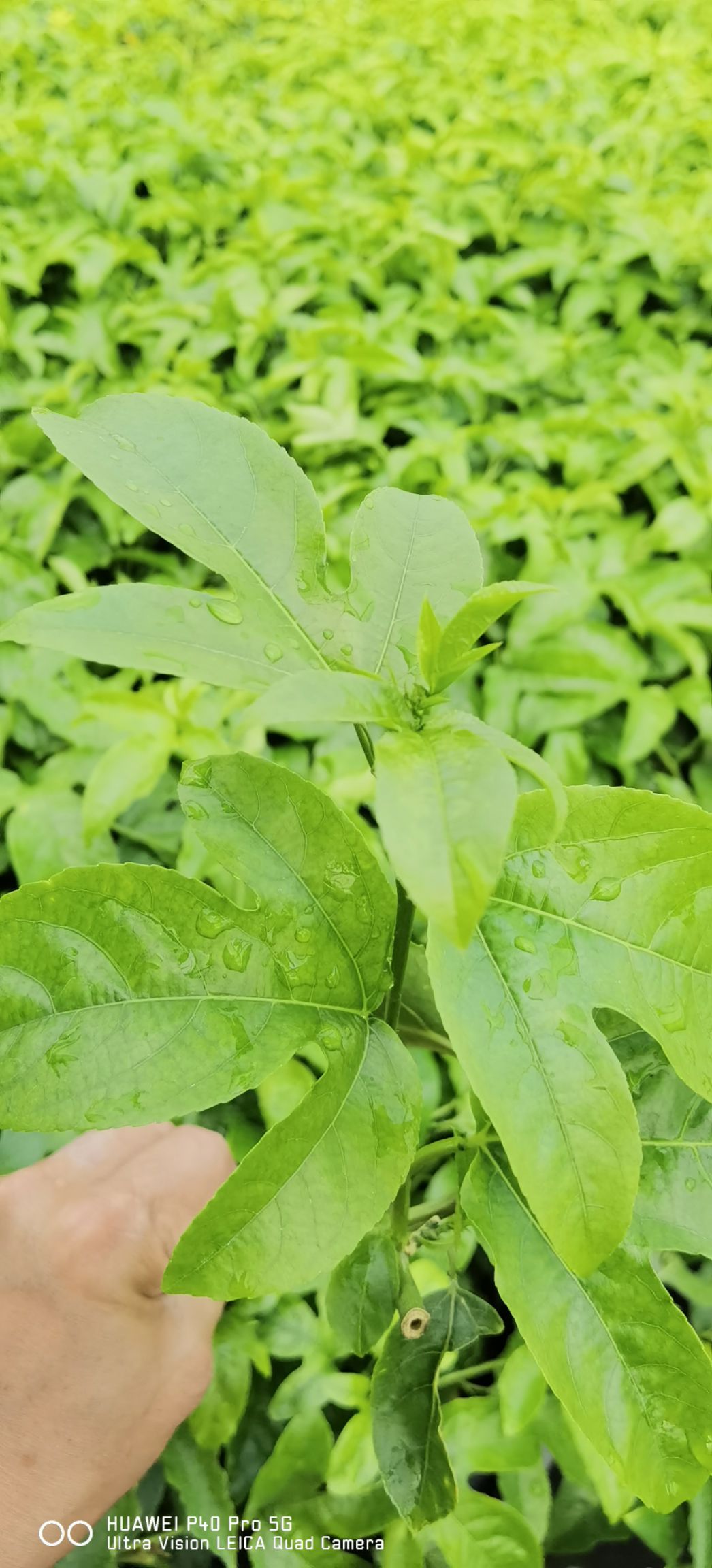 台农一号百香果苗 大量提供百香果脱毒嫁接苗  有台农一号  芭乐味黄金百香果