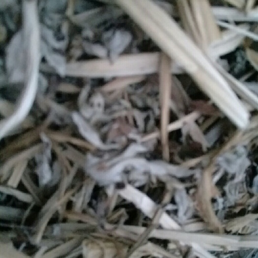 南县艾草  草艾叶