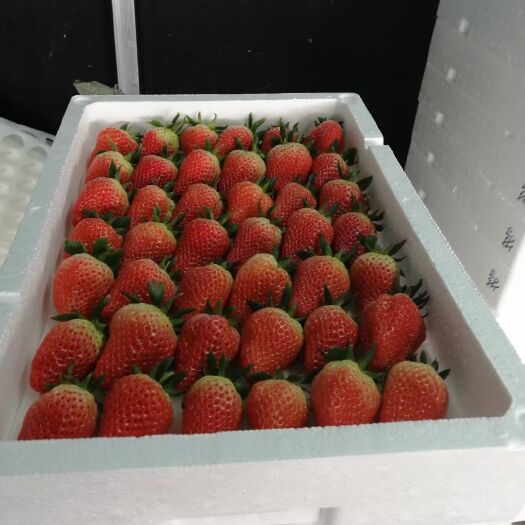 平度市甜宝草莓 大量奶油草莓货源