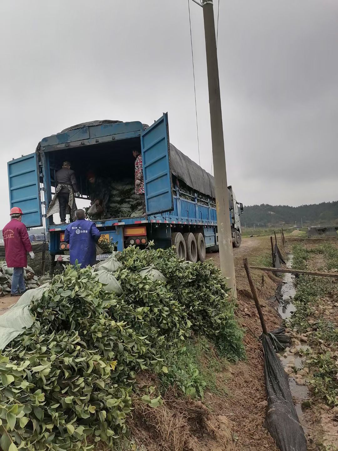 油茶树苗  湘林210，湘林1号。