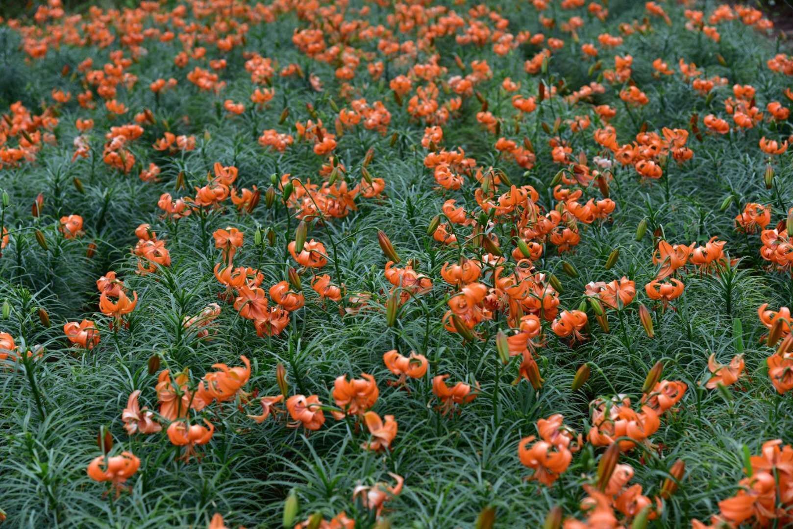 兰州百合种植基地百合种子苗，种植可观赏花，绿化带