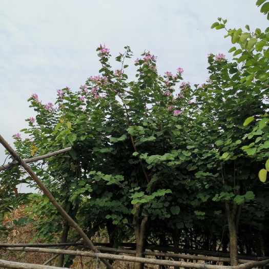 中山市宫粉紫荆树 宮粉紫荆7-12分