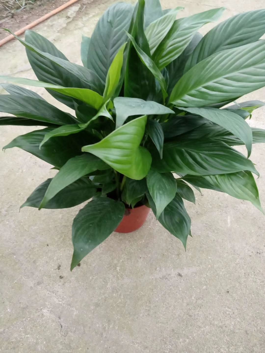 白掌