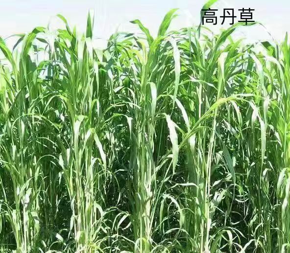 嘉祥县高粱种子 多年生牧草，甜高粱牧草种子