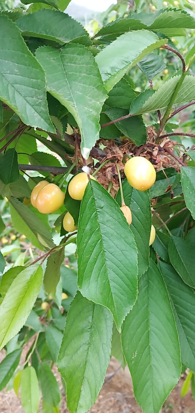 布魯克斯櫻桃樹苗 馬哈利根系優(yōu)質(zhì)櫻桃苗