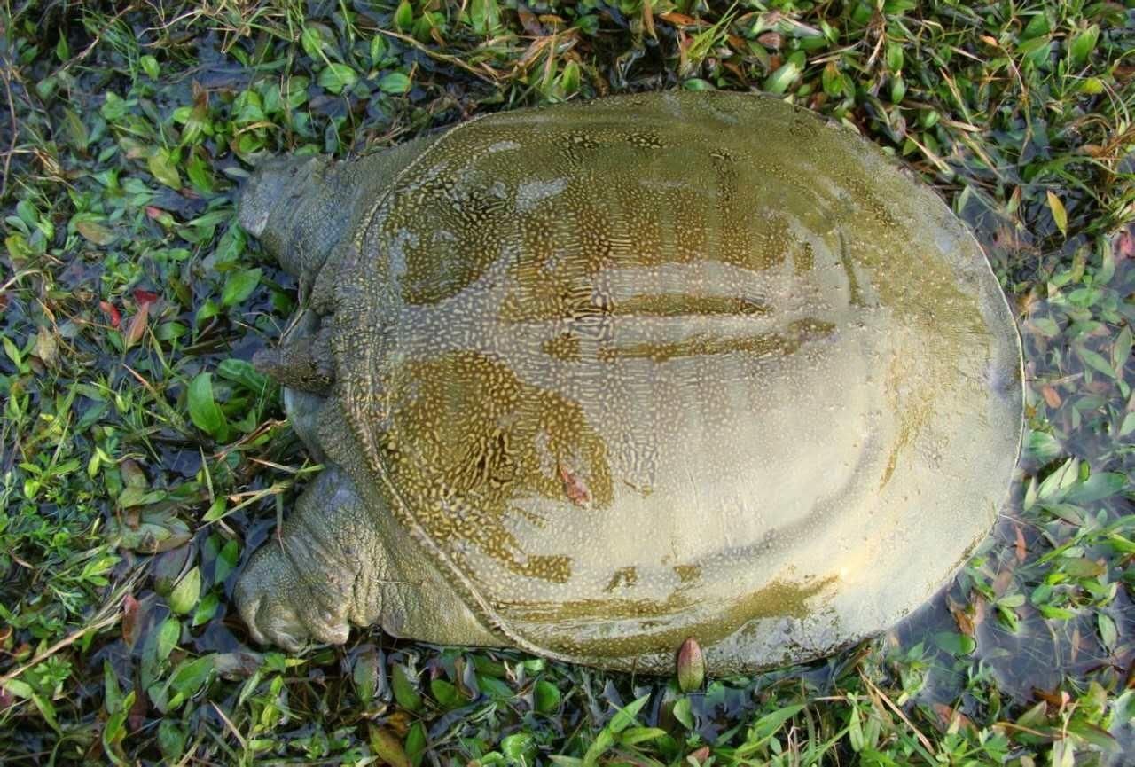 黄沙鳖 