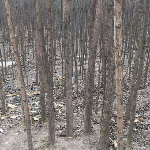 定西竹柳