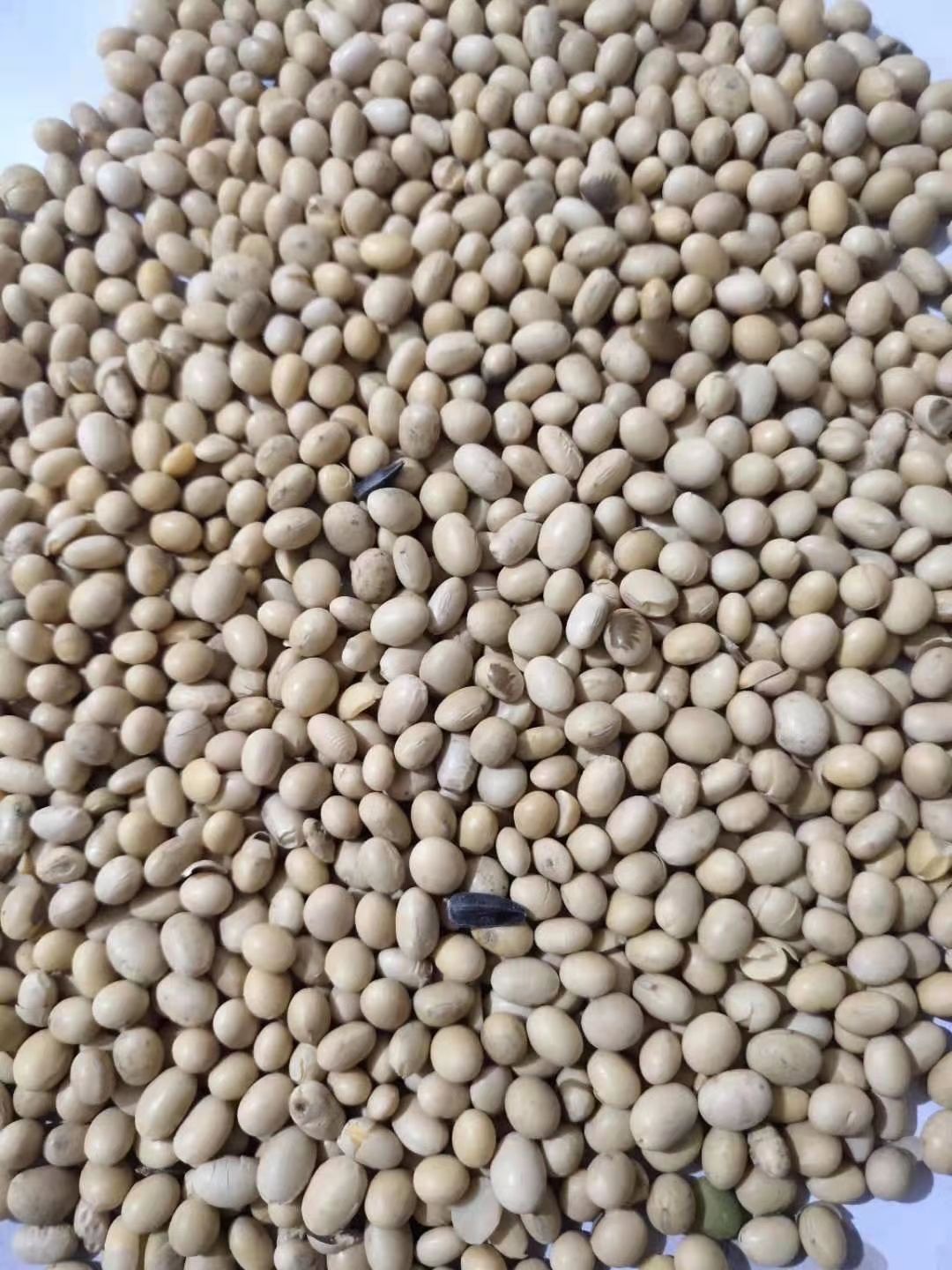 黄大豆 安徽优质大豆  高蛋白  水分低  质量好 豆腐专用