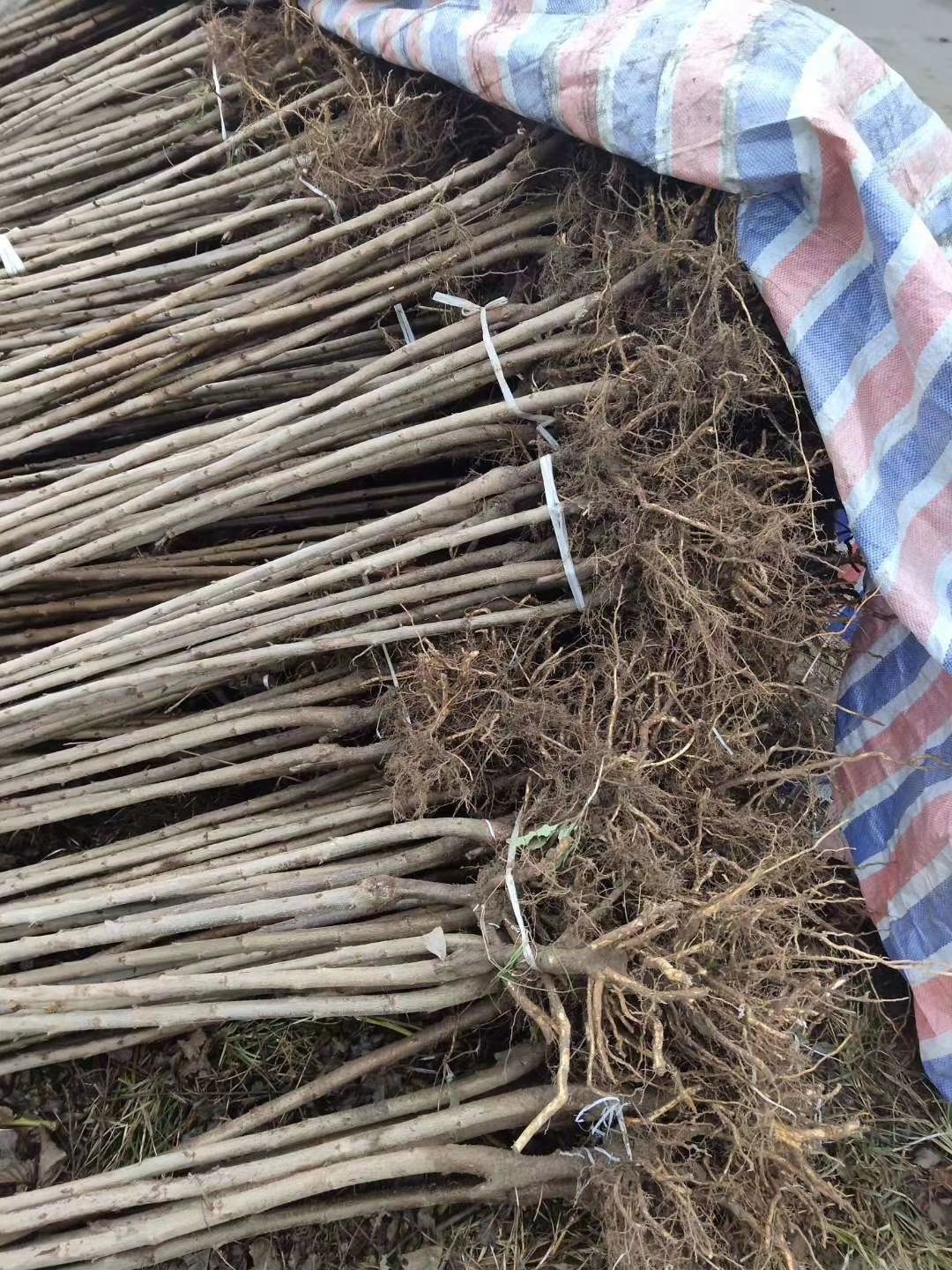 布鲁克斯樱桃树苗 马哈利根系优质樱桃苗