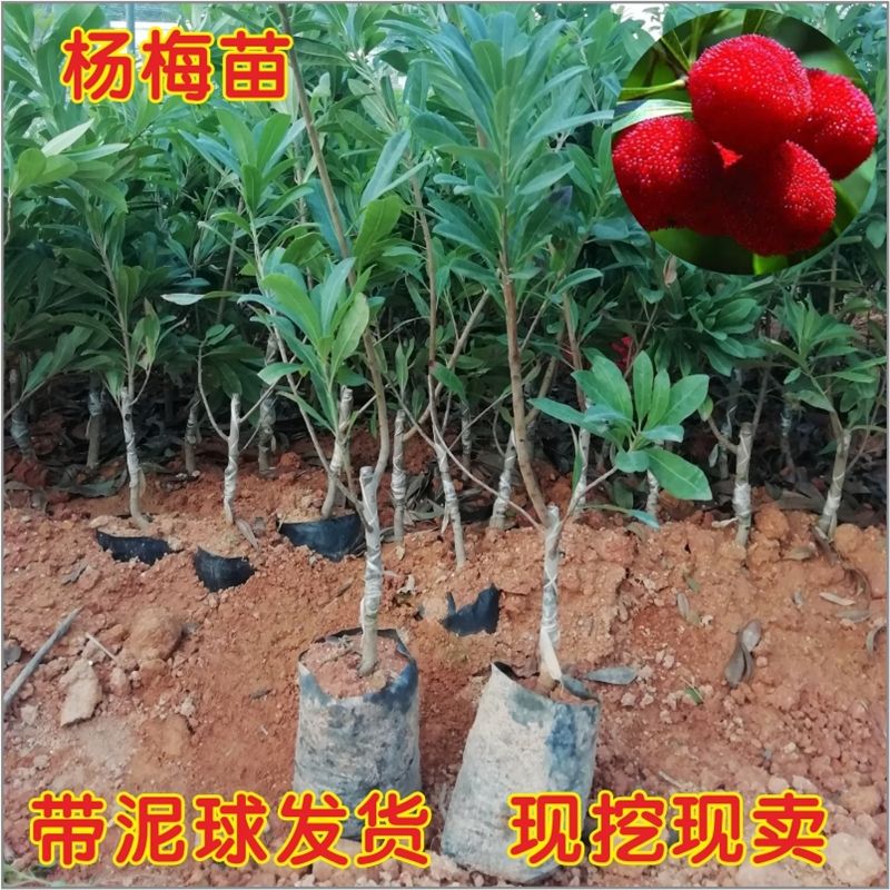  杨梅树苗 东魁杨梅嫁接苗 六月杨梅苗 本地土杨梅苗南方种植地