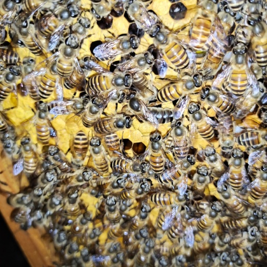 化州市中华蜜蜂 出售蜂种蜂王
