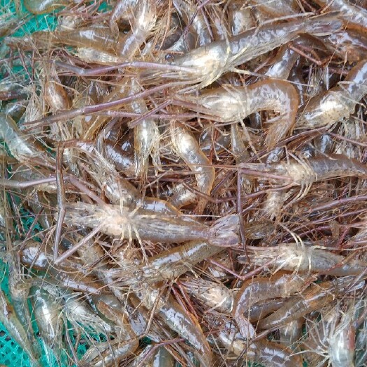 兴义市青虾 淡水虾量大