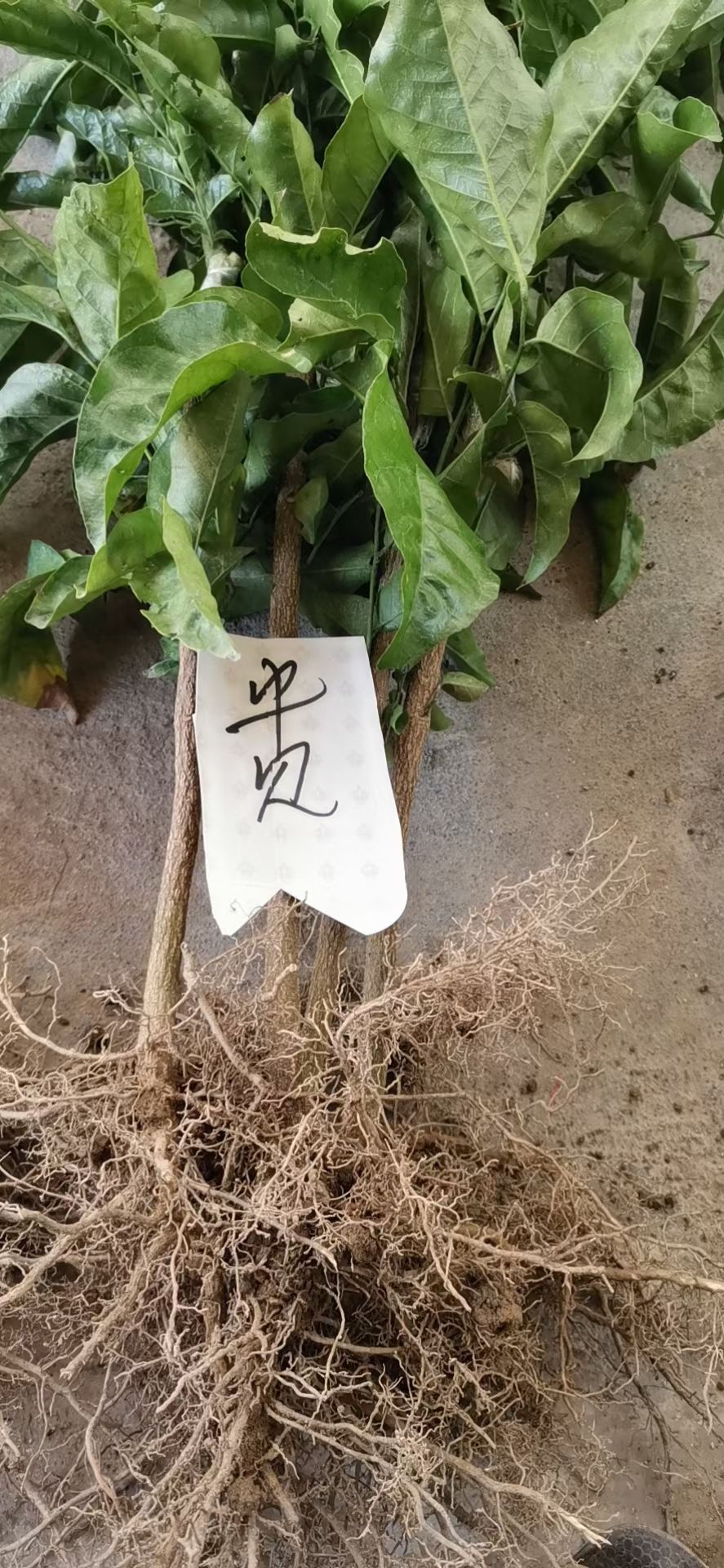 黑黄皮果苗  正宗黑黄皮苗，有紫黄皮，贵妃黄皮苗出售。