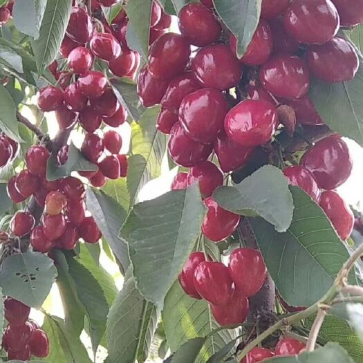 费县各个品种大樱桃苗子供应，1～6年生的大樱桃树，价格实惠！！