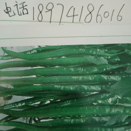 醴陵市湖南省醴陵市早春辣椒苗