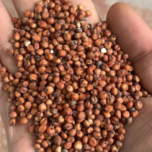 天津糯高粱 高粱