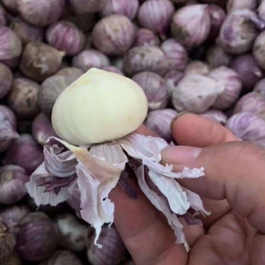 成都云南独头蒜 纸皮蒜
