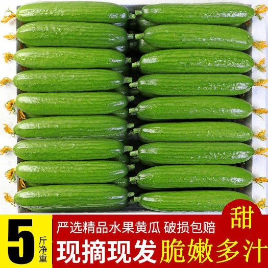 郑州小黄瓜新鲜水果黄瓜水果黄瓜山东生吃现摘蔬菜黄瓜整箱包邮