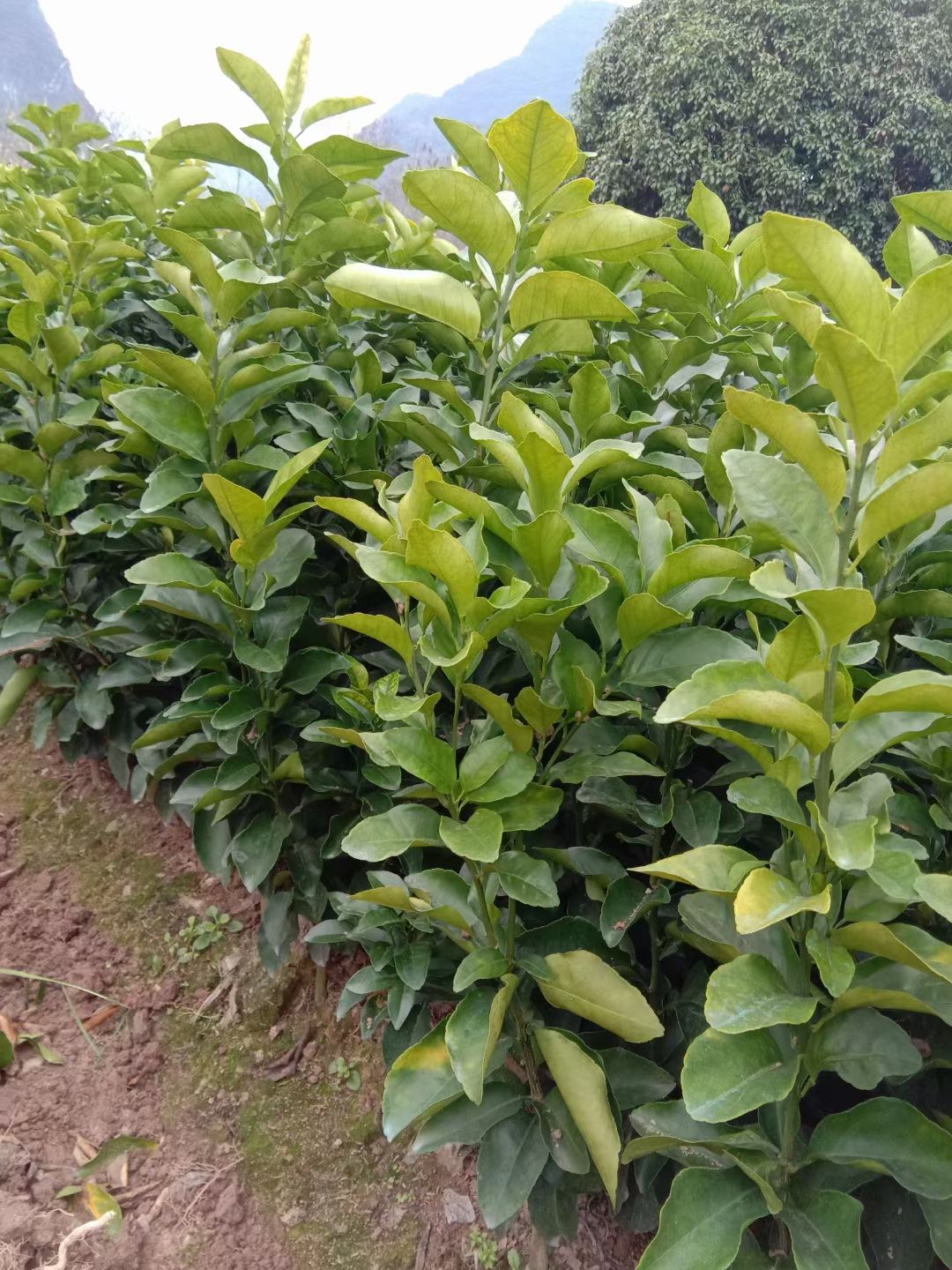 沙糖桔苗 高品质砂糖橘苗，仅存一万多株，欢迎新老客户咨询订购