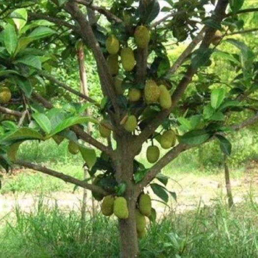 灵山县四季菠萝蜜苗马来西亚一号