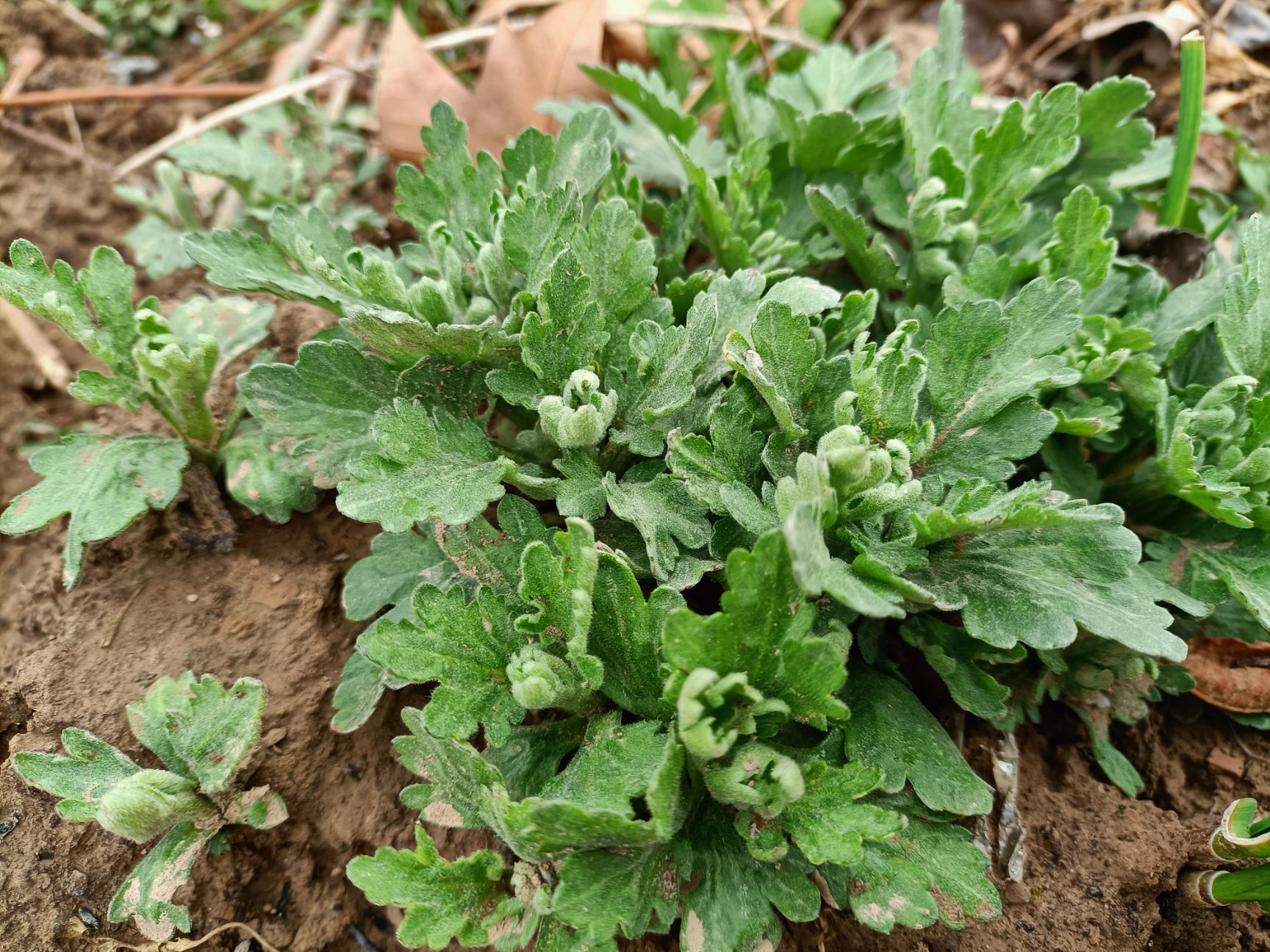 金丝皇菊苗  国内包邮，金丝黄，婺源菊，北京菊，苏北菊，贡菊，大板菊