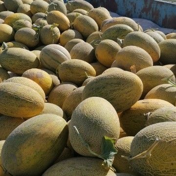 沙雅县八六王哈密瓜  哈密瓜（1）牛奶八六王