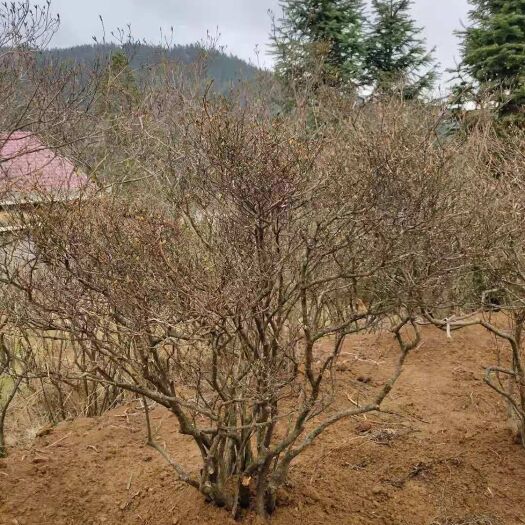 隆回县国旗红杜鹃  海拨1600多米高山国旗映山红，带土球，成活率高