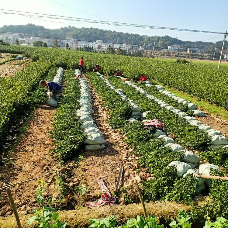 湘林210茶树苗  。两年嫁接高产油茶苗，湘林210【小杯苗