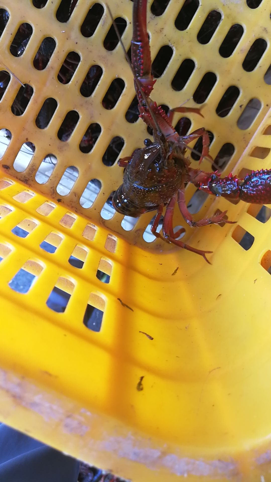 小龙虾 ！一玖三，七山零一，六六贰凌。