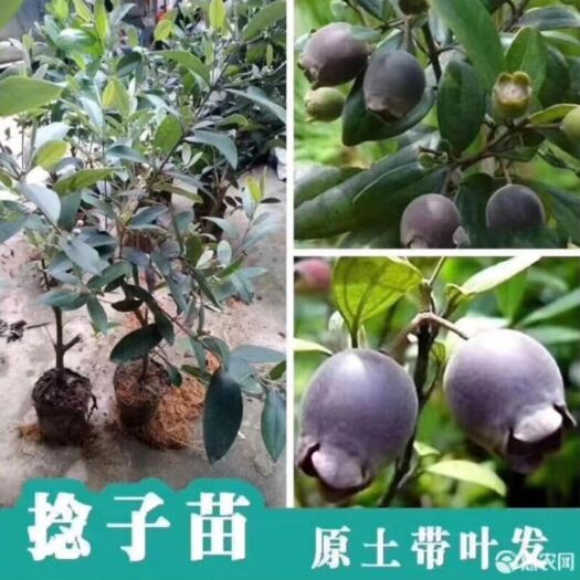 灵山县桃金娘苗  桃金年