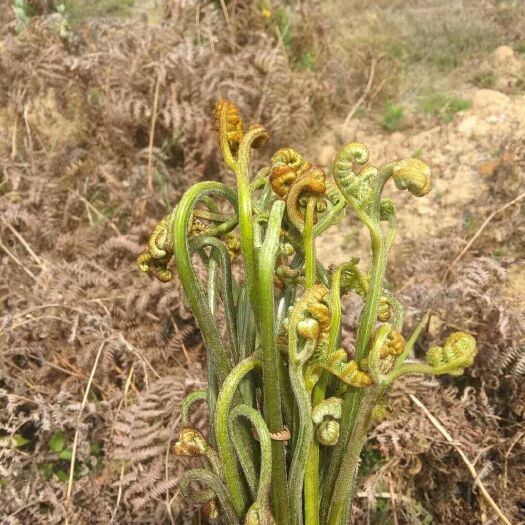 六盘水蕨菜  野生