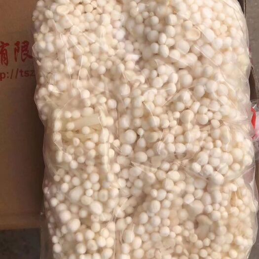 石家庄白金针菇  金针菇