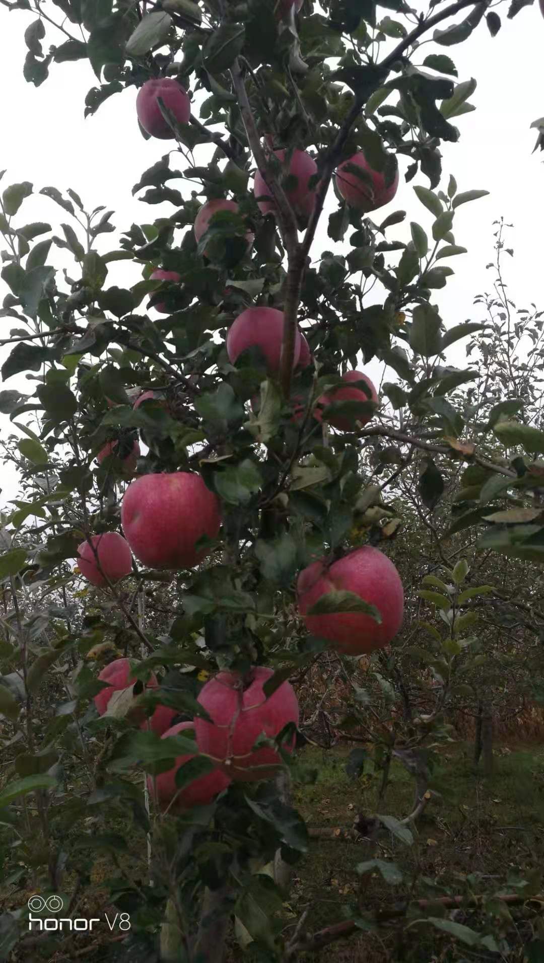 大量元素肥料  A大量元素水溶肥