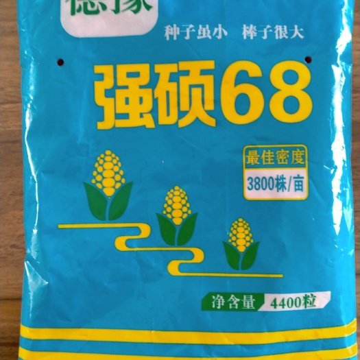 滨州玉米种子  强硕68.粉轴.大棒.抗旱.抗倒.授粉结实好！