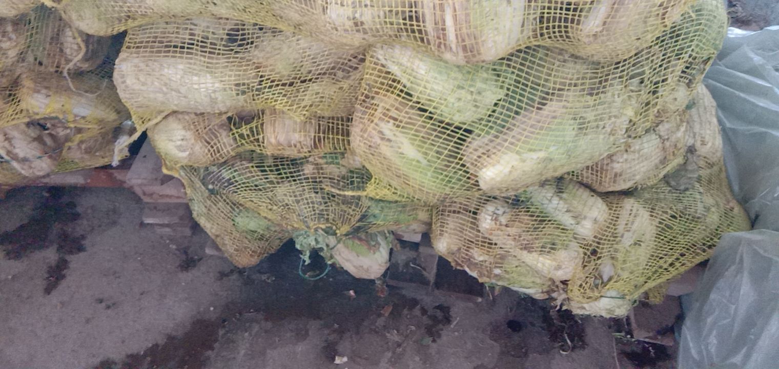 黄心娃娃菜  娃娃菜！！！！！净菜毛菜都有！！！